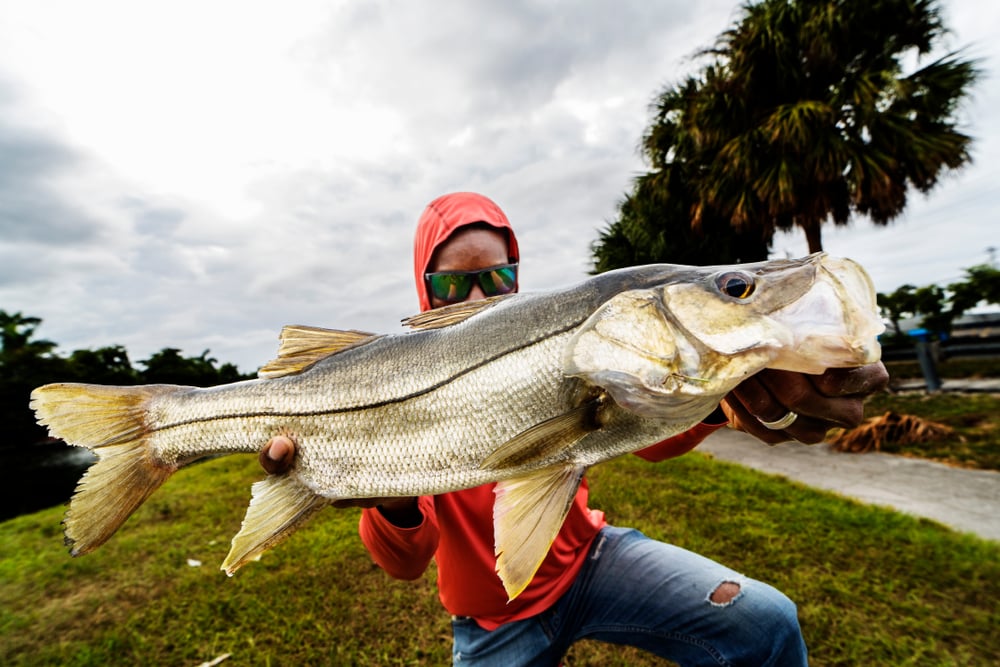 A person in a red hoodie holding a common snook fish to the camera.